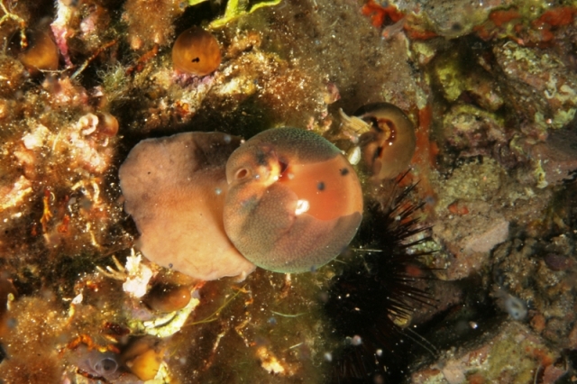 Luria lurida (Linnaeus, 1758)